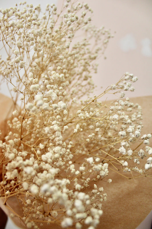 Dried Gypsophila aka Baby's Breath