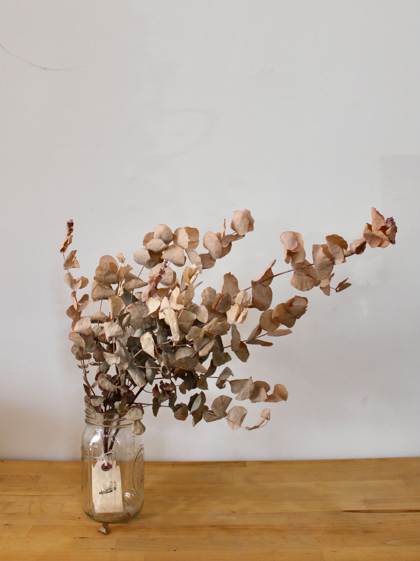 Dried Silver Dollar Eucalyptus