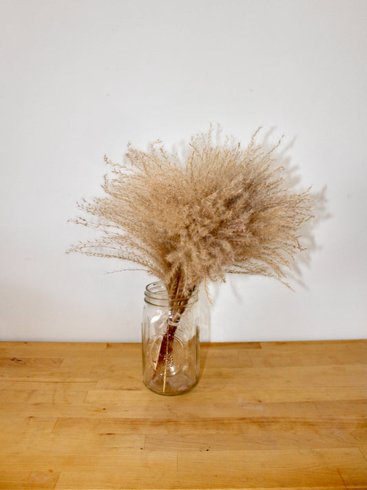 Dried Pampas Grass