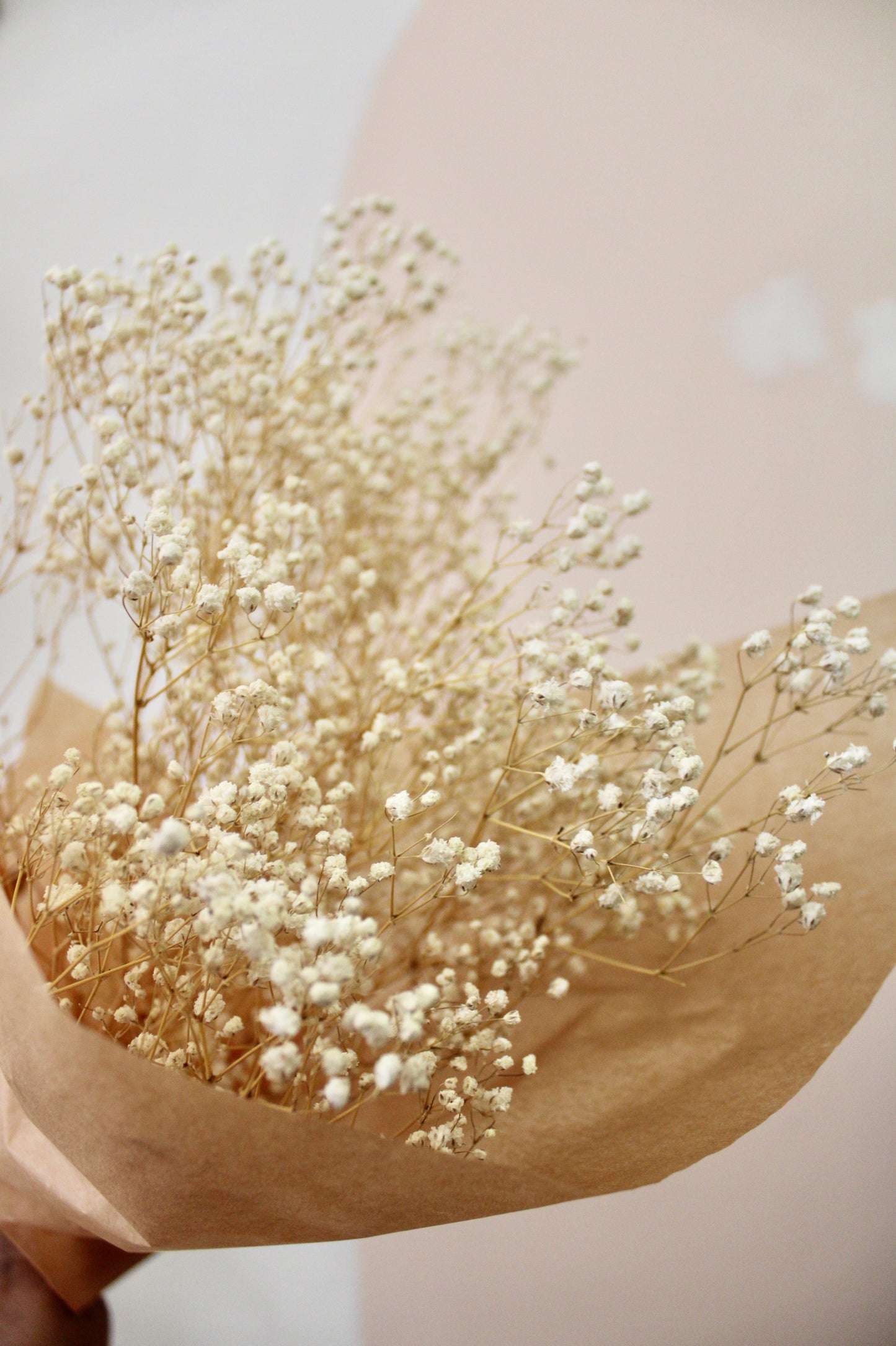 Dried Gypsophila aka Baby's Breath