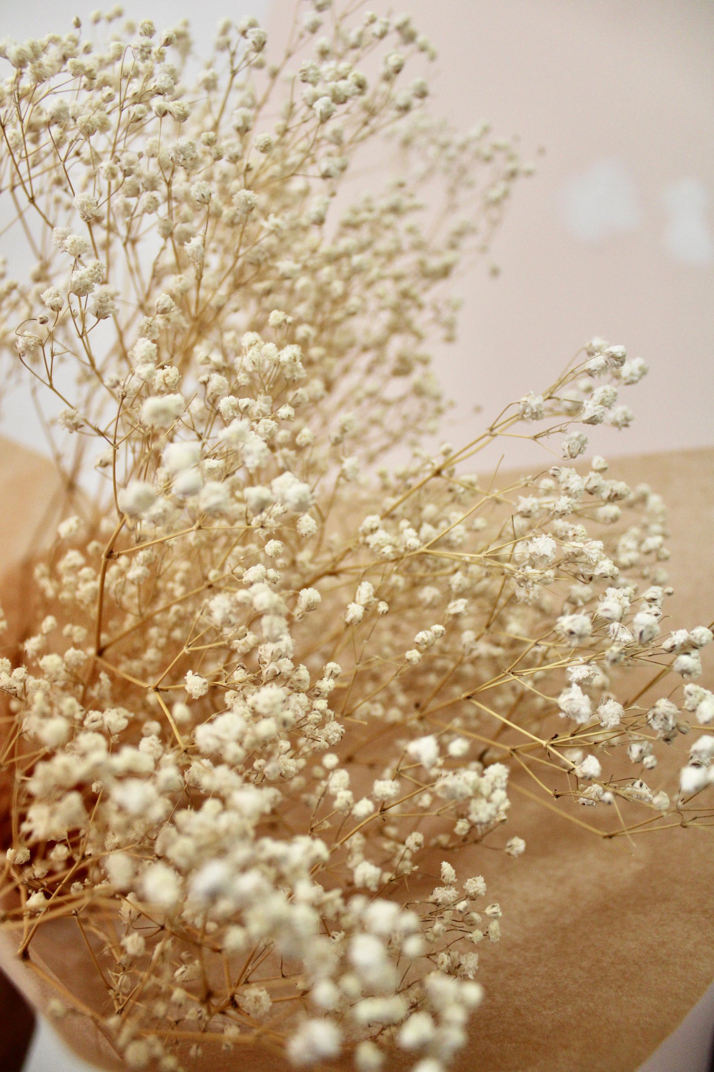 Dried Gypsophila aka Baby's Breath