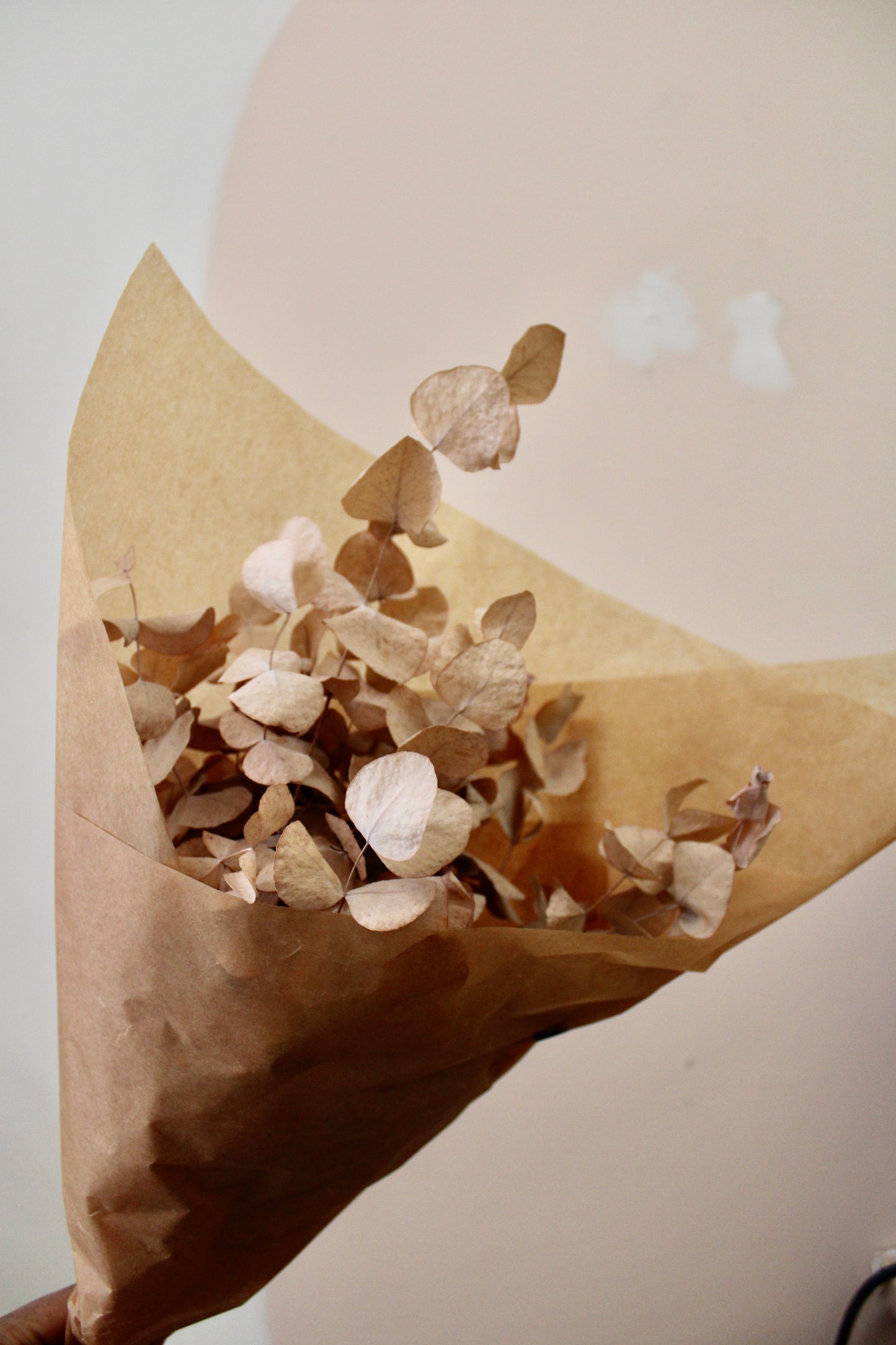 Dried Silver Dollar Eucalyptus