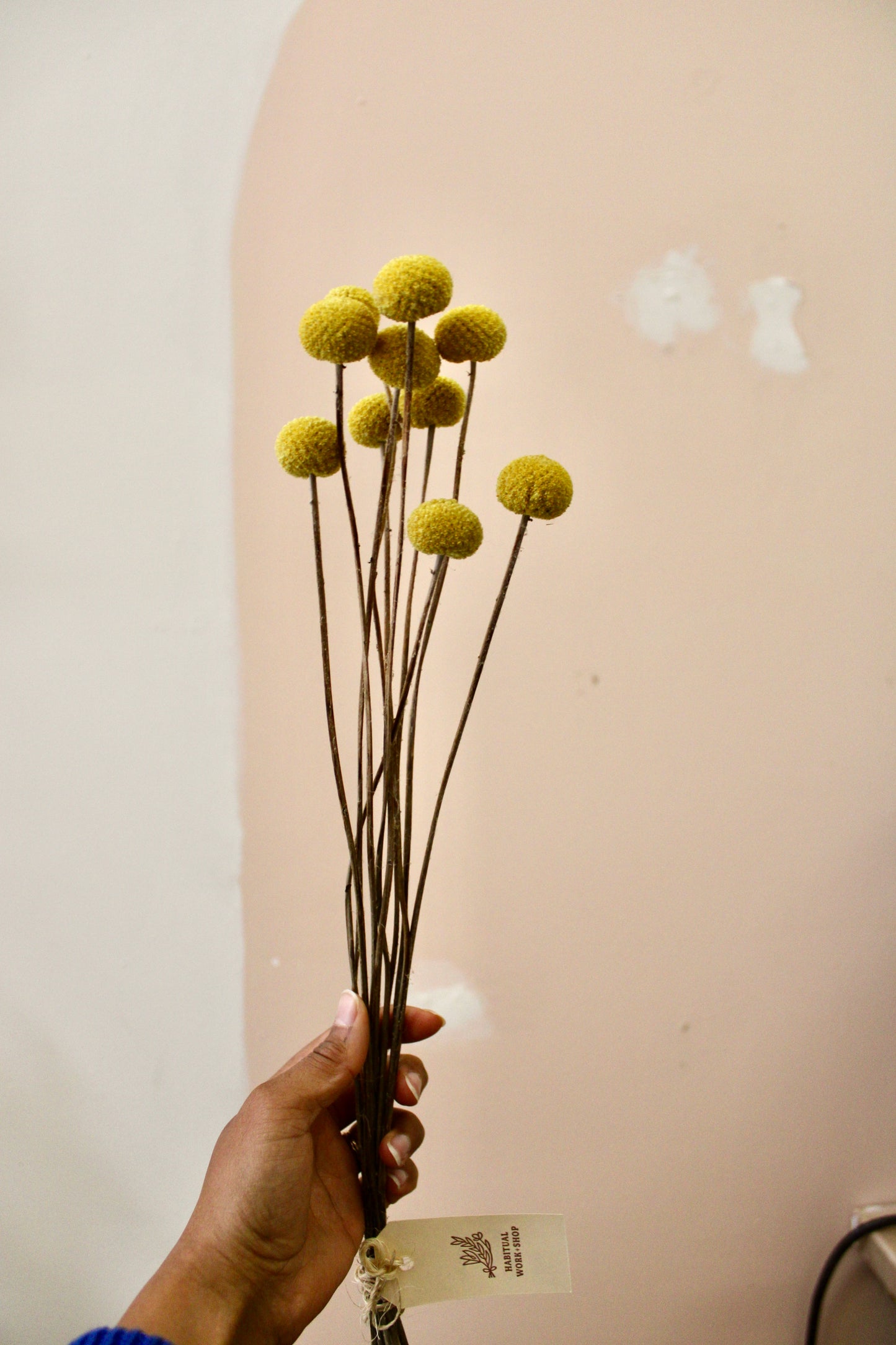 Dried Craspedia aka Billy Buttons